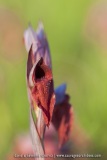 Serapias vomeracea