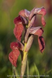 Serapias neglecta