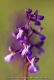Anacamptis picta