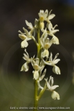 Orchis provincialis