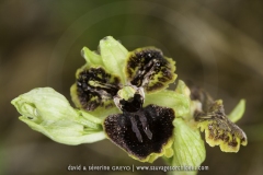 Ophrys passionis