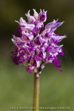 Orchis simia