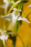 Platanthera chlorantha