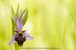 Ophrys scolopax