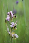 Ophrys neglecta