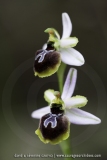 Ophrys splendida