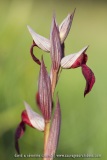 Serapias lingua
