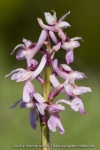 Orchis mascula
