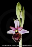 Ophrys aveyronensis