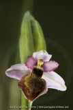 Ophrys aveyronensis