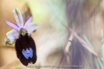 Ophrys aurelia