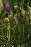 Dactylorhiza cruenta