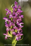 Dactylorhiza cruenta