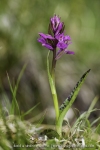 Dactylorhiza lapponica