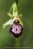 Ophrys provincialis