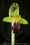 Ophrys sulcata