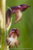 Anacamptis coriophora