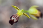 Ophrys lupercalis