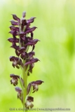 Anacamptis coriophora