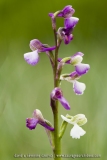 Anacamptis morio