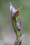 Serapias parviflora