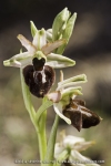 Ophrys panormitana