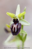 Ophrys incubacea