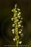 Pseudorchis albida