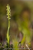 Pseudorchis albida