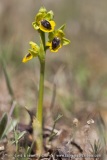 Ophrys lutea