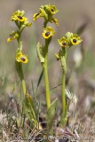 Ophrys lutea