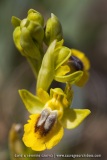 Ophrys lutea