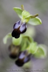 Ophrys lupercalis