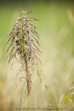 Himantoglossum hircinum