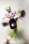 Ophrys aurelia