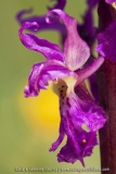 Orchis ovalis