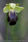 Ophrys lupercalis