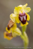 Ophrys lutea