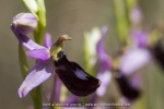 Ophrys aurelia