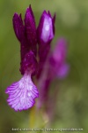 Anacamptis papilionacea