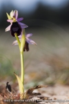Ophrys aurelia