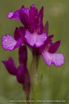 Anacamptis papilionacea