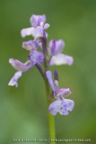 Anacamptis picta