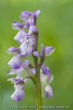 Anacamptis picta