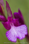 Anacamptis papilionacea