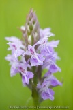 Dactylorhiza praetermissa