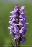 Dactylorhiza praetermissa