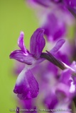 Anacamptis laxiflora