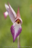 Serapias lingua