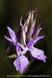 Dactylorhiza maculata